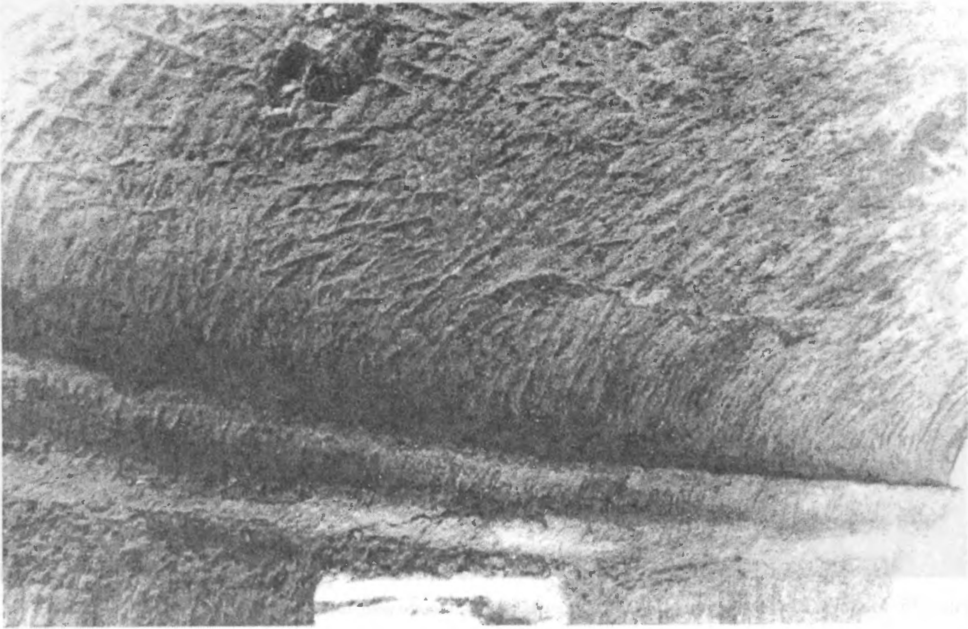 Рис. 254. Мангуп. Южный монастырь. Церковь. Южная стена. Карниз Рис. 254. Мангуп. Южный монастырь. Церковь. Южная стена. Карниз